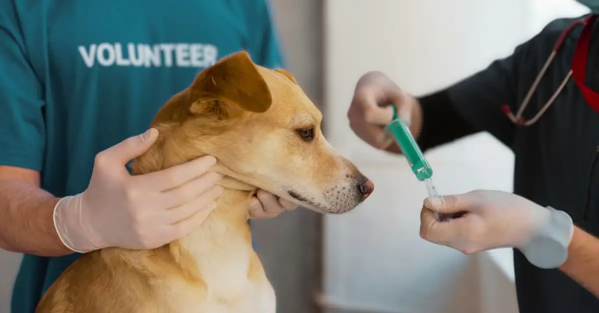 Vaccination for dogs and puppies.