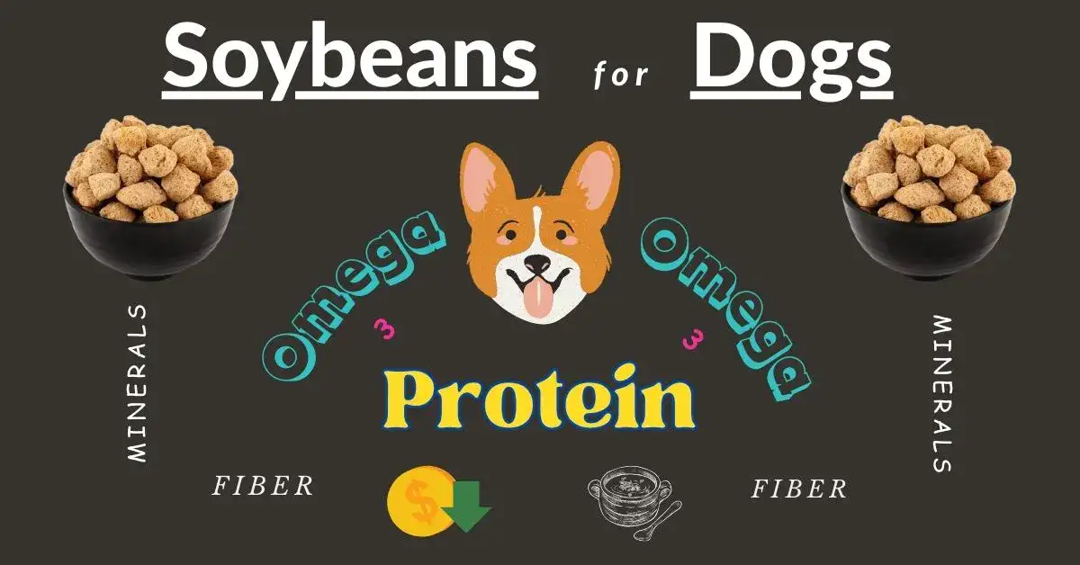 Soybean for dogs and puppies.