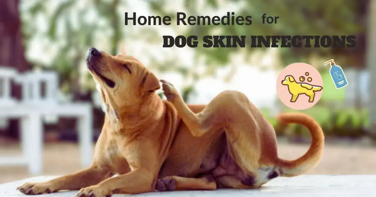 Dog skin infections.