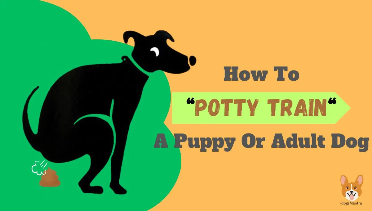 How To Potty Train A Puppy Or Adult Dog
